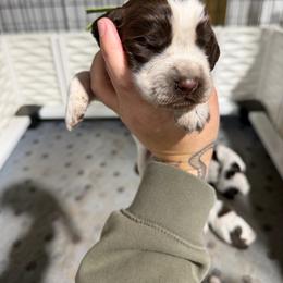 Binx - Liver white and roan male English Springer Spaniel puppy in Ogilvie, Minnesota from V.V. Berg Kennels