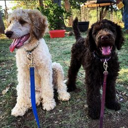 Cockapoos and Poodles from Amazing Family Dogs