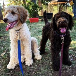 Cockapoos and Poodles from Amazing Family Dogs