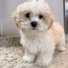 Shichon All Grown Up from Nona's Shichons