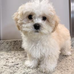 Shichon All Grown Up from Nona's Shichons