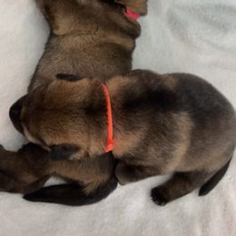 German Shepherd Puppies from Platzhirsch German Shepards