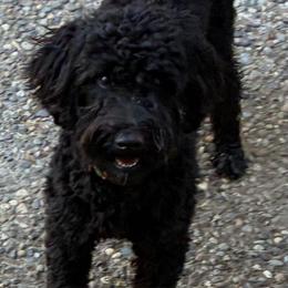 Lacey - Goldendoodle