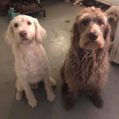 Double Doodle All Grown Up from Lionheart Doodles