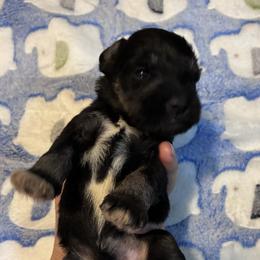 Allen - Black and silver male Miniature Schnauzer puppy in Hedgesville, West Virginia from Clay Hill Kennels