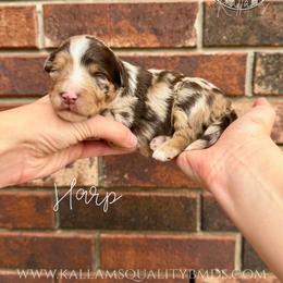Harp - Chocolate merle male Bernedoodle puppy in Owasso, Oklahoma from Kallams Bernedoodles & Bernese Mountain Dogs
