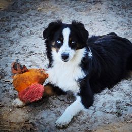 Chocolate Dreams - Black tri male Miniature Australian Shepherd puppy in Ennis, Texas from God’s Little Aussies