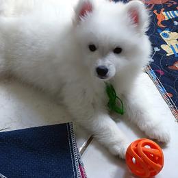 GREEN - Salvador DALI - White female American Eskimo Dog puppy in Redlands, Ca, Usa, California from Tribe of Aryelle