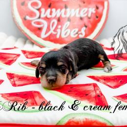McRib - Black and cream female Dachshund puppy in Prairieville, Louisiana from Southern Barron Danes & Dachshunds