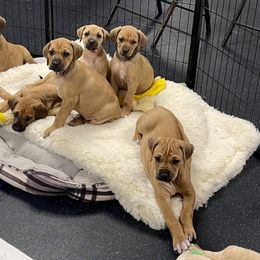Rhodesian Ridgeback Puppies from Lyonnese Rhodesian Ridgebacks