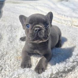 Bella - Blue female French Bulldog puppy in Lancaster, Ohio from FarmHouse Frenchies