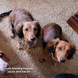 Dachshund Puppies from CLARK'S BREEDING PROGRAM