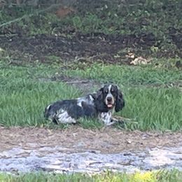 Finley - English Springer Spaniel