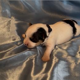 Blake - Parti male Yorkshire Terrier puppy in Wagoner, Oklahoma from Rosenthal Yorkies