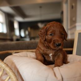 Green Clover - Red  male Goldendoodle puppy in Chicago, Illinois from Dos&CoKennels
