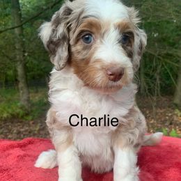 Charlie - Chocolate merle male Bernedoodle puppy in New Ringgold, Pennsylvania from Hawk Mountain Doodles