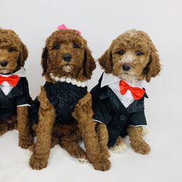 Bernedoodle and Goldendoodle Puppies from Cottrell’s Poodles & Doodles