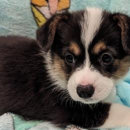 Girl 3 - Pembroke Welsh Corgi puppy in Virginia Beach, Virginia from Virginia Beach Corgis