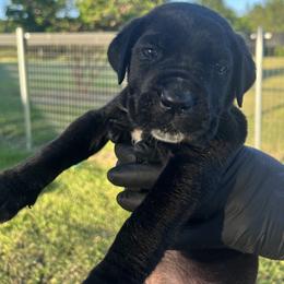 Red Collar (Diesel) -Powerful, energetic, and fearless - Black male Cane Corso puppy in Texas from Jolaw Kennel