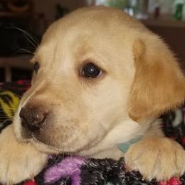 Labrador Retrievers from Lynda's Labs Lovin" Retrievers Dudley's!!