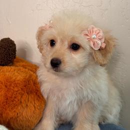 813 Girl 2 - Cream female Maltipoo puppy in Bakersfield, California from Silvia's Maltipoos