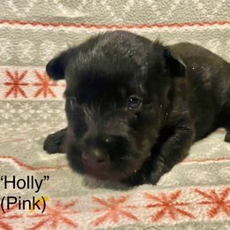 Holly (Pink) - Black female Scottish Terrier puppy in Jefferson, North Carolina from McGuire’s High Country Terriers
