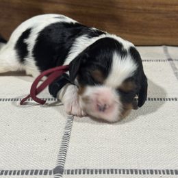 Mocha - Tri-color female Cavalier King Charles Spaniel puppy in El Campo, Texas from Longhorn Cavaliers
