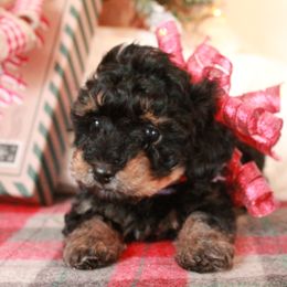 Poodle Puppies from Dundee Dandy Poodles