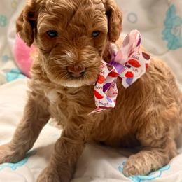Ruby - Apricot female Goldendoodle puppy in Forney, Texas from Diamond Doodle Pups and Poodles