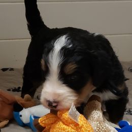 Bernedoodle and Goldendoodle Puppies from Sukisdoodles