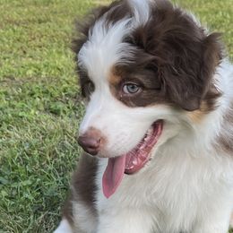 Daisy - Red tri-color Australian Shepherd puppy in Furlong, Pennsylvania from Apple Hill Aussies