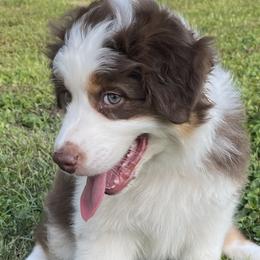 Daisy - Red tri-color Australian Shepherd puppy in Furlong, Pennsylvania from Apple Hill Aussies