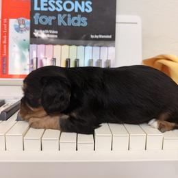 Cavalier King Charles Spaniel and Cavapoo Puppies from Unicorn Tears and Cavaliers