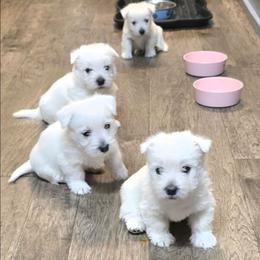 Mr. Black - White male West Highland White Terrier puppy in Brownsville, Oregon from Calapooia Westies