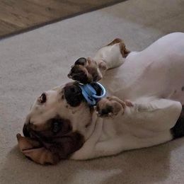 Basset Hound Puppies from Howlin Hounds