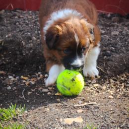 English Shepherd Puppies from Town & Country English Shepherds