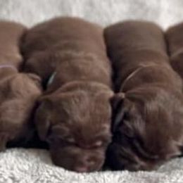 Labrador Retrievers from Cedar Ridge Labradors