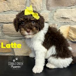 Latte - Brown and white female Bernedoodle puppy in Heyworth, Illinois from Cobble Creek Puppies