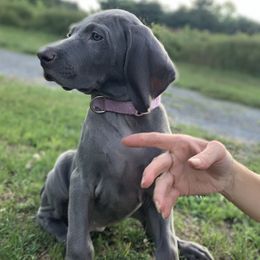 Weimaraner Puppies from Jennifer Anne's Weimaraners