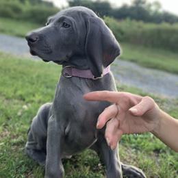 Weimaraner Puppies from Jennifer Anne's Weimaraners