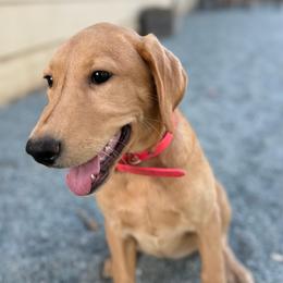 Honey - Yellow female Labrador Retriever puppy in San Diego County, California from Travis’ Chocolate Labradors