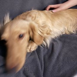 Jasper - Dachshund