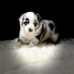 POLAR - Blue merle male Miniature Australian Shepherd puppy in Bartow, Florida from Peace Creek Aussies