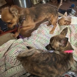 Chihuahua and Poodle Puppies from Garrett’s Chihuahuas and Poodles