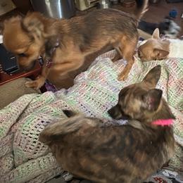 Chihuahua and Poodle Puppies from Garrett’s Chihuahuas and Poodles