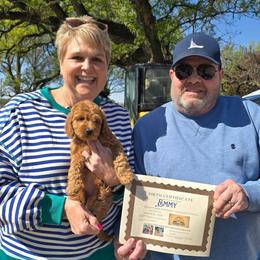 Emerald (Emmy) - Red  female Goldendoodle puppy in Red Oak, Iowa from Fisher Pups-Stay Golden with a Doodle