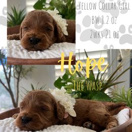 Yellow Collar - Red female Cavapoo puppy in West Jordan, Utah from Ruby's Cavapoos