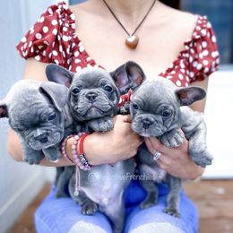 French Bulldog Puppies from Pawzitive Frenchies