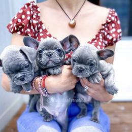 French Bulldog Puppies from Pawzitive Frenchies