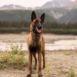 Belgian Malinois Puppies from Ak Hell Hounds